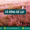 Tour đồi cỏ hồng Đà Lạt